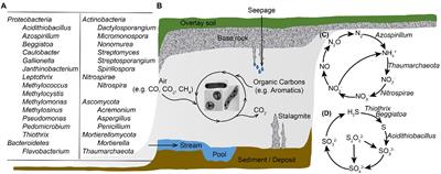 Microbial roles in cave biogeochemical cycling